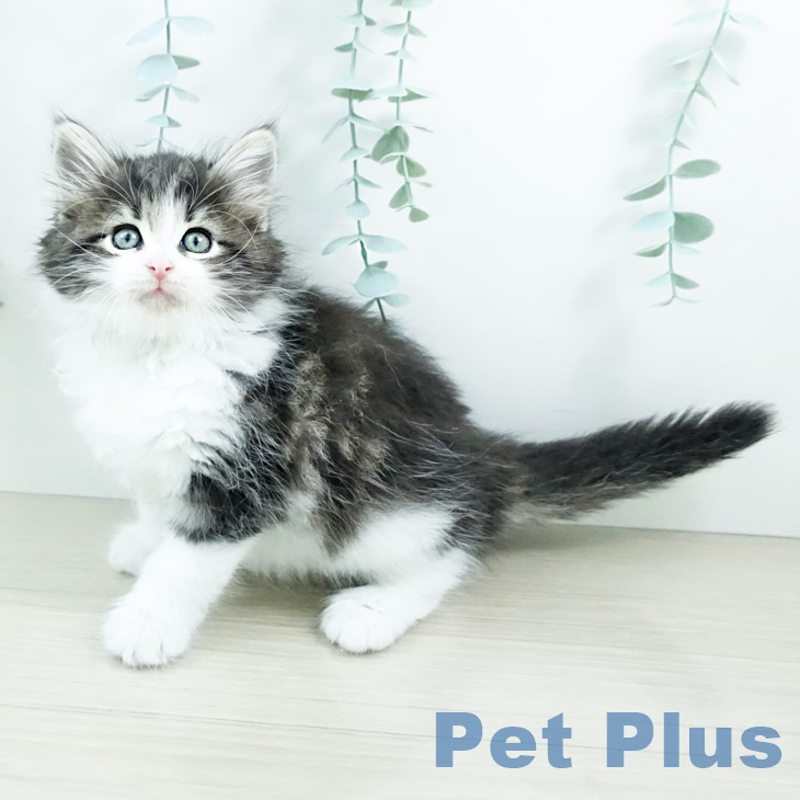 ノルウェージャンフォレストキャット