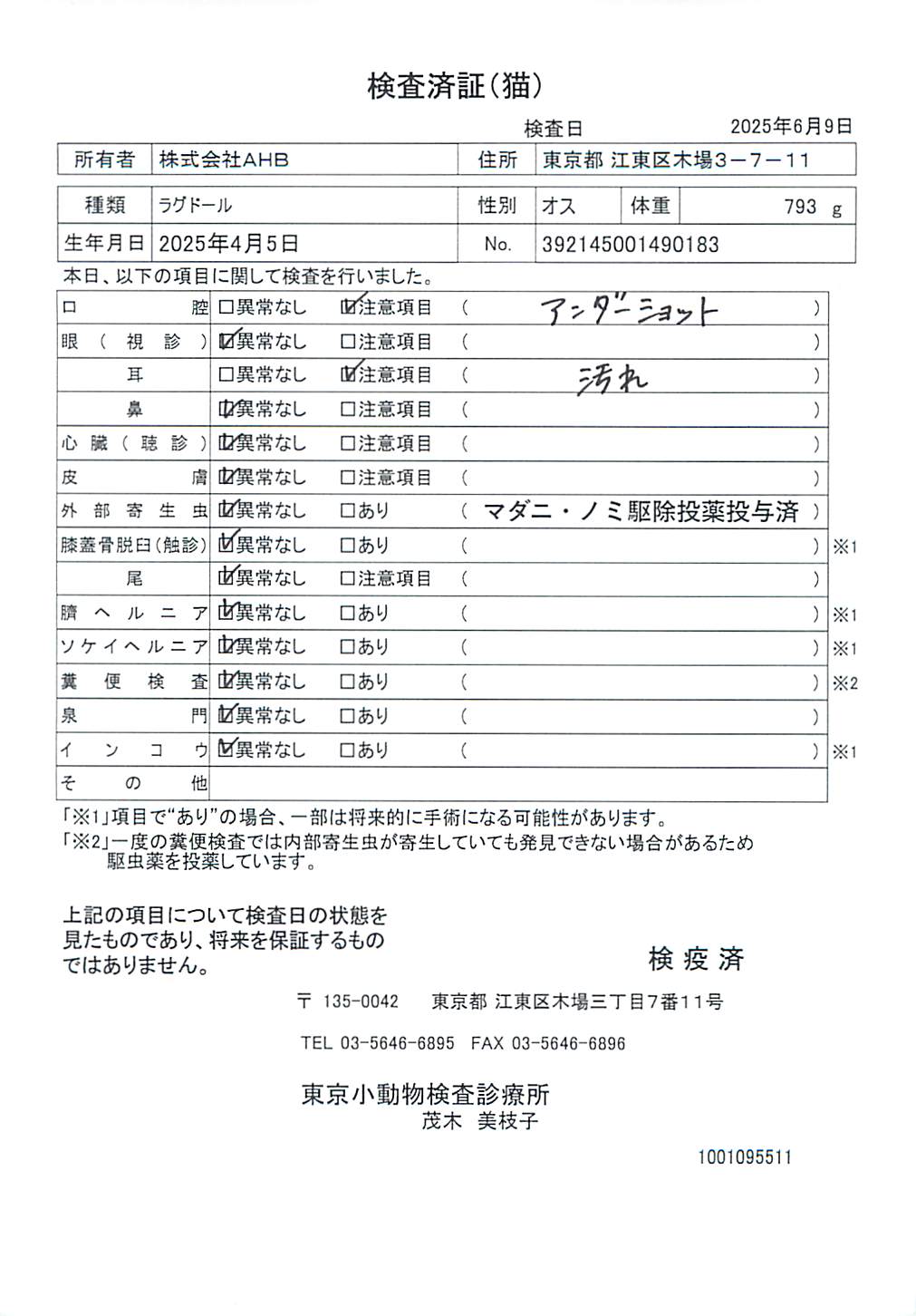 ラグドール