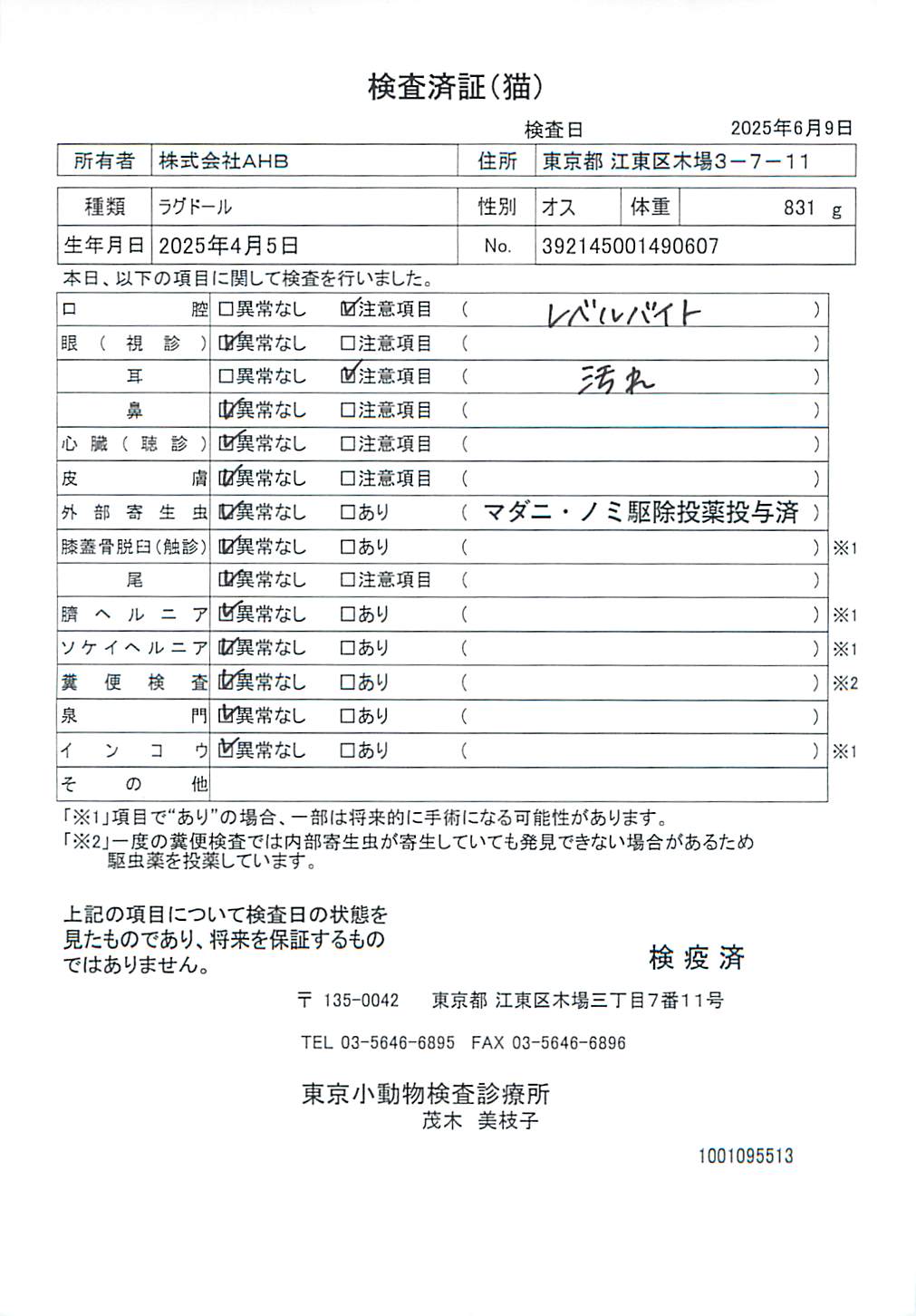 ラグドール