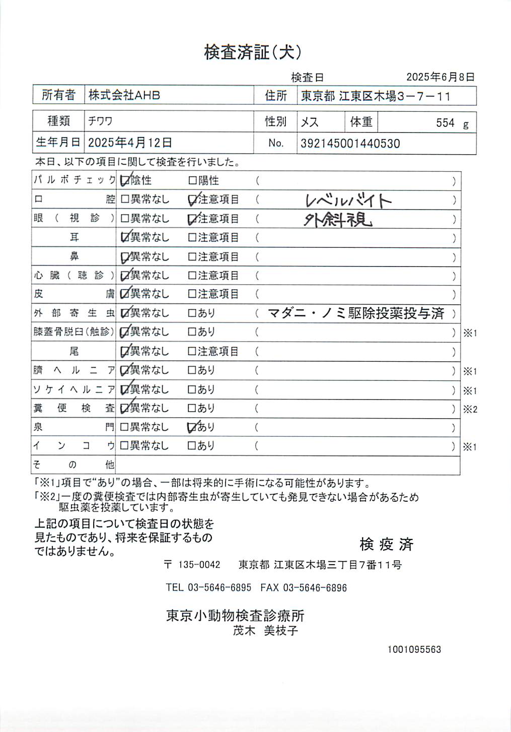 チワワ