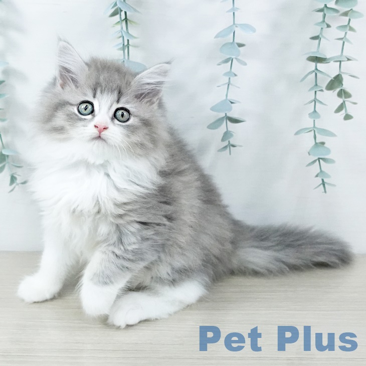 ノルウェージャンフォレストキャット