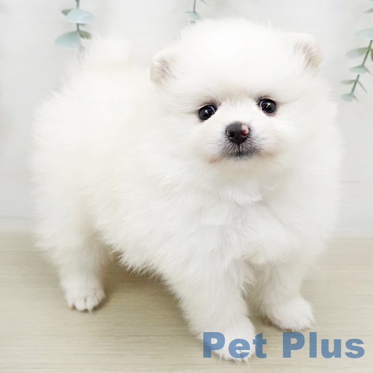 東京都のポメラニアン (ペットプラス板橋店/2025年4月13日生まれ/女の子/クリーム)の子犬