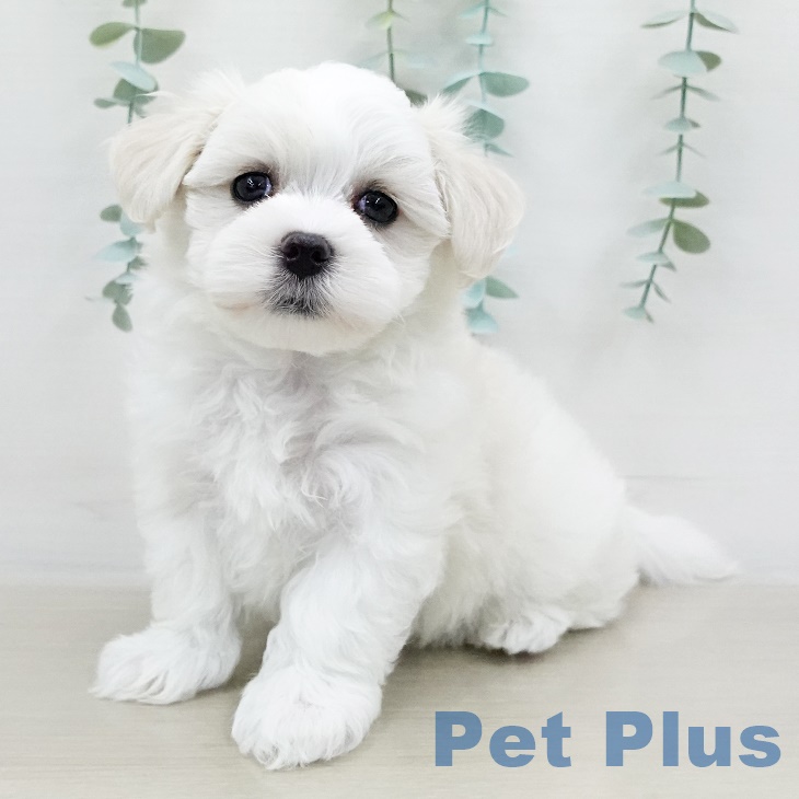 千葉県のマルチーズ (ペットプラス成田店/2025年4月13日生まれ/男の子/ホワイト)の子犬
