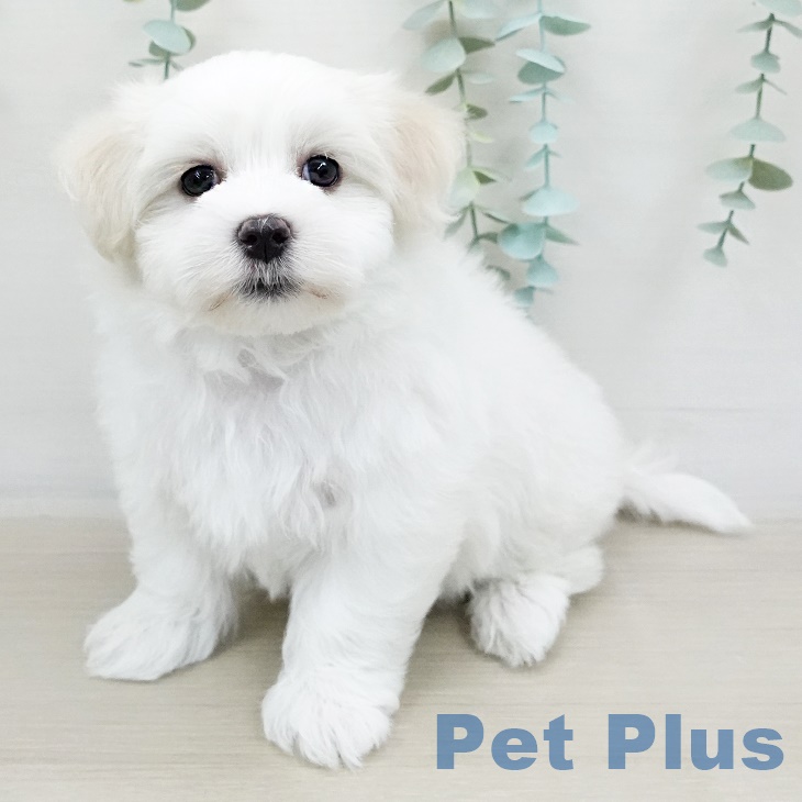 千葉県のマルチーズ (ペットプラスユーカリが丘店/2025年4月13日生まれ/男の子/ホワイト)の子犬