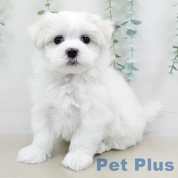 千葉県のマルチーズ (ペットプラス船橋店/2025年4月13日生まれ/女の子/ホワイト)の子犬