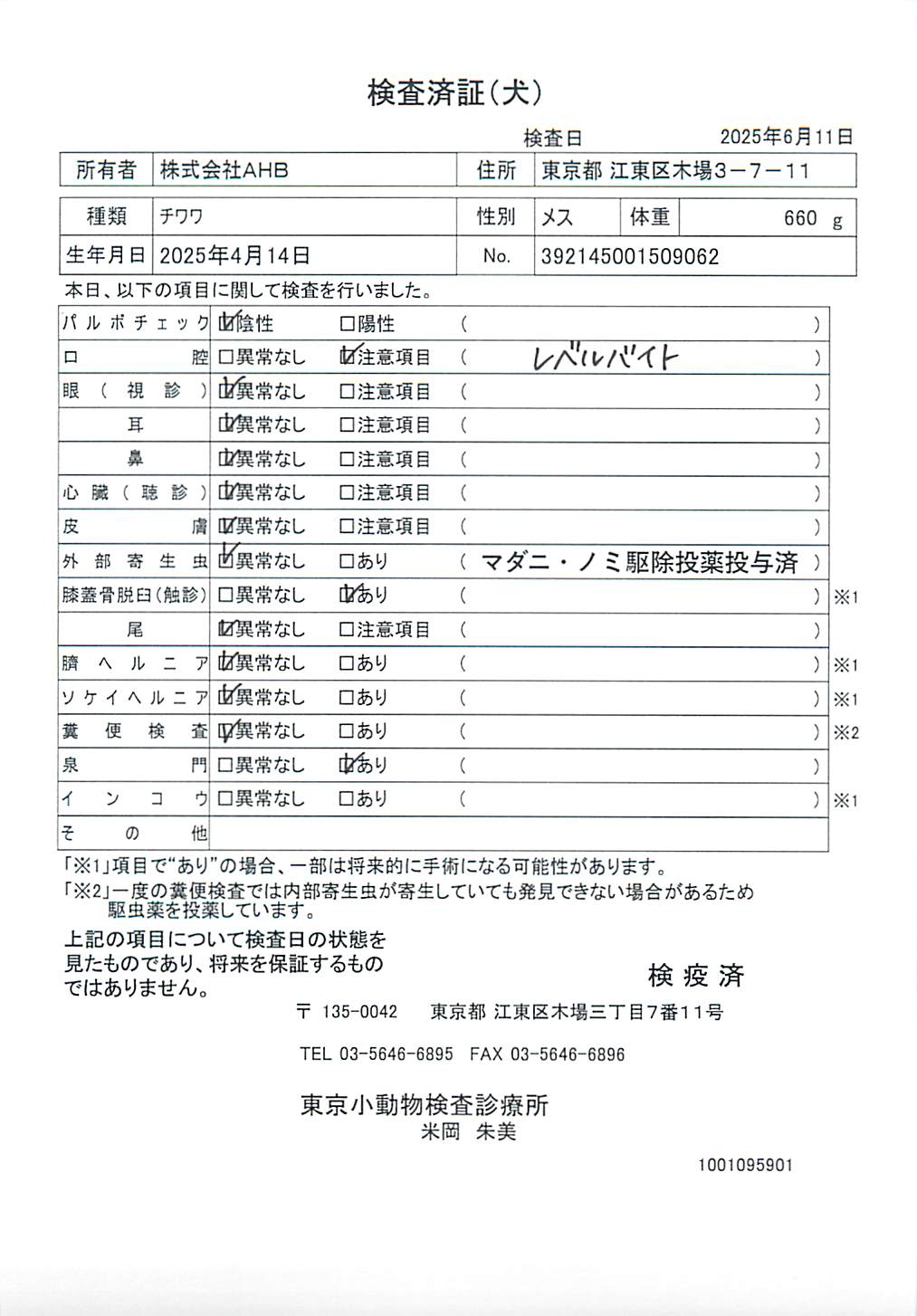 チワワ