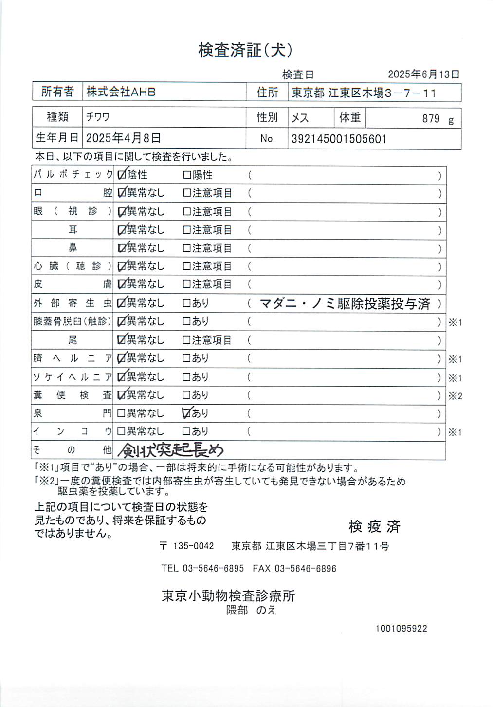 チワワ