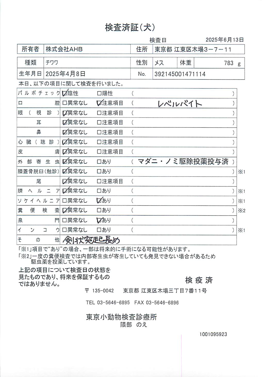 チワワ
