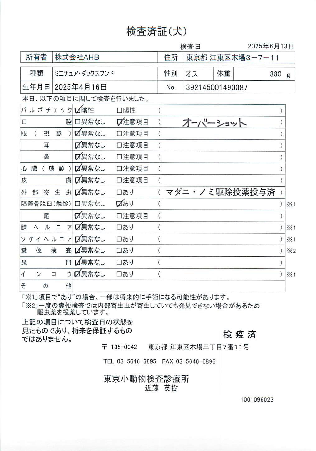 ミニチュア・ダックスフンド