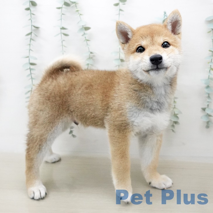 宮城県の柴犬(標準サイズ) (ペットプラス名取店/2025年4月10日生まれ/男の子/赤)の子犬