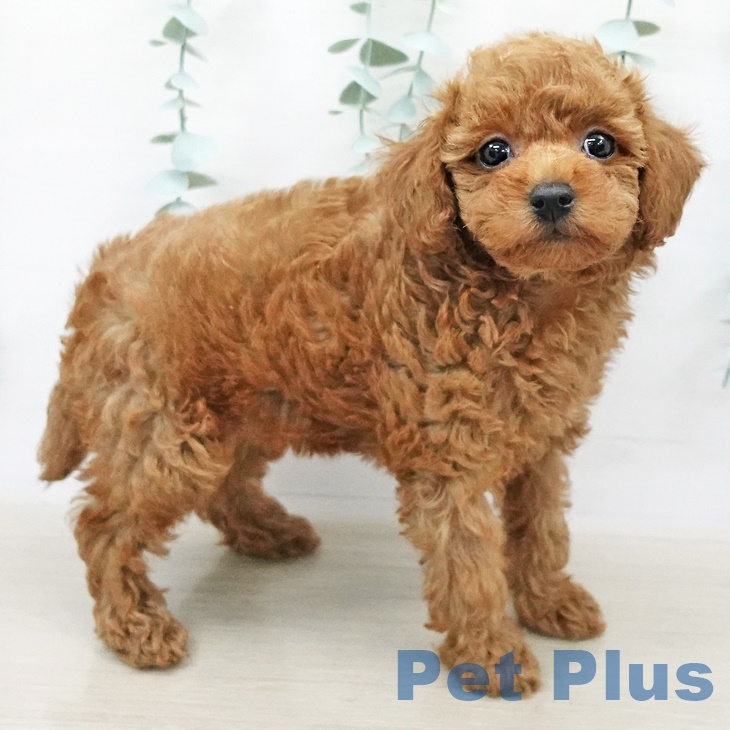 富山県のトイプードル(トイ) (ペットプラス高岡店/2025年4月15日生まれ/女の子/レッド)の子犬の1枚目の画像