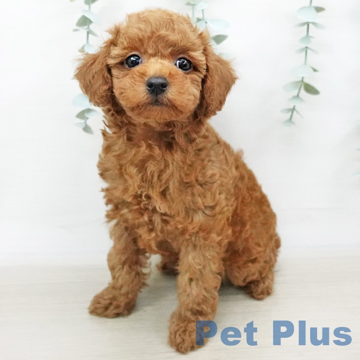 富山県のトイプードル(トイ) (ペットプラス高岡店/2025年4月15日生まれ/女の子/レッド)の子犬の2枚目の画像