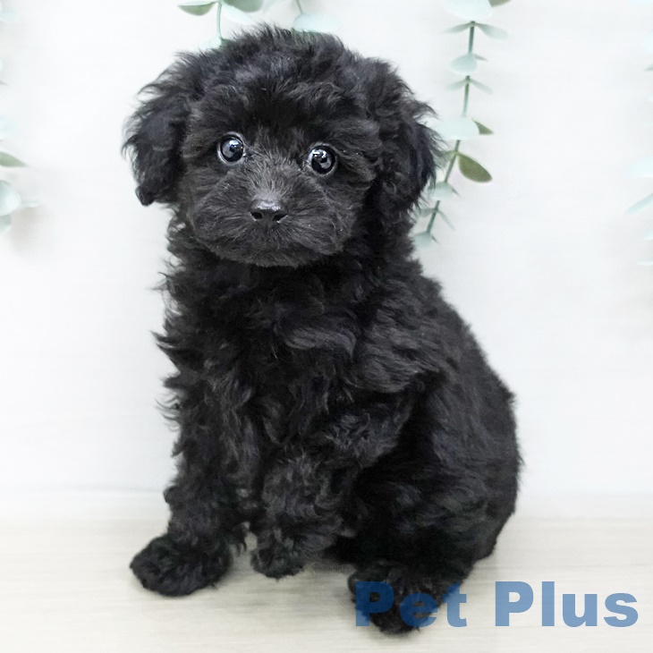 千葉県のトイプードル(トイ) (ペットプラス成田店/2025年4月14日生まれ/男の子/ブラック)の子犬