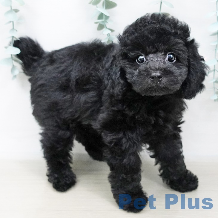 宮城県のトイプードル(トイ) (ペットプラス名取店/2025年4月14日生まれ/男の子/ブラック)の子犬