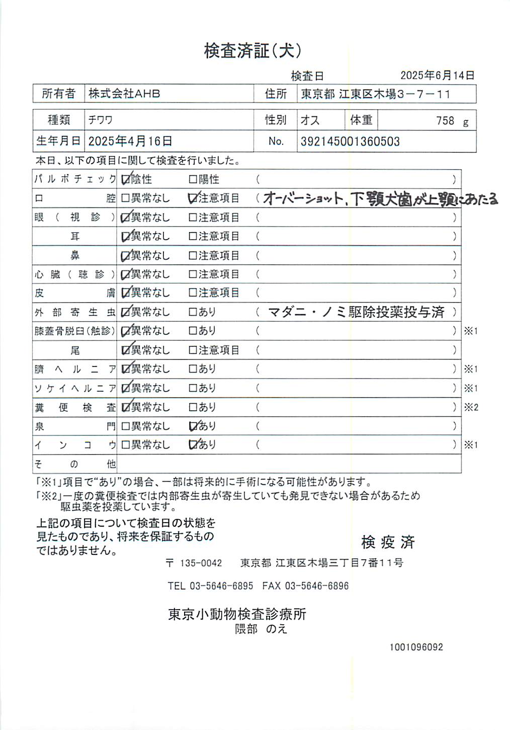 チワワ