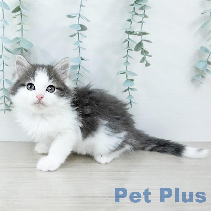 ノルウェージャンフォレストキャット