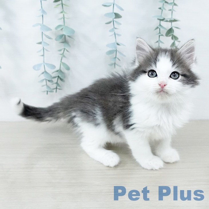 ノルウェージャンフォレストキャットの写真2
