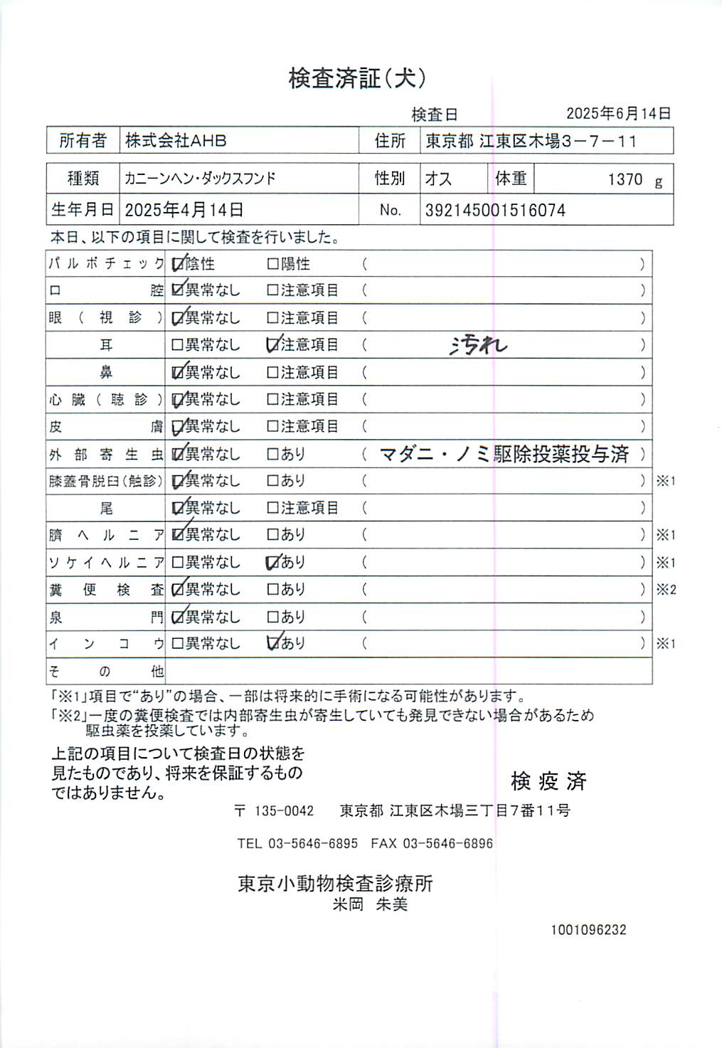 カニーンヘン・ダックスフンド