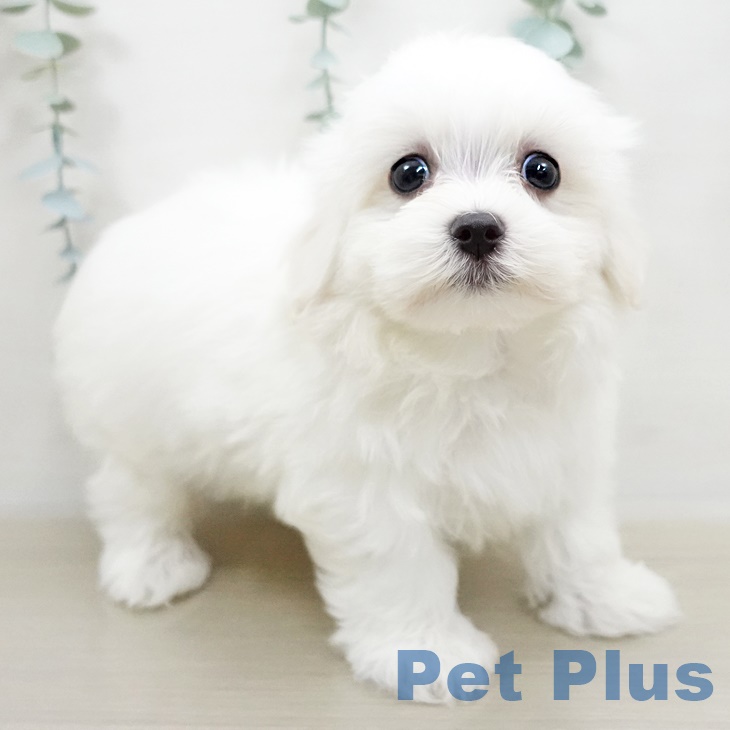 新潟県のマルチーズ (ペットプラス新潟南店/2025年4月17日生まれ/男の子/ホワイト)の子犬の2枚目の画像