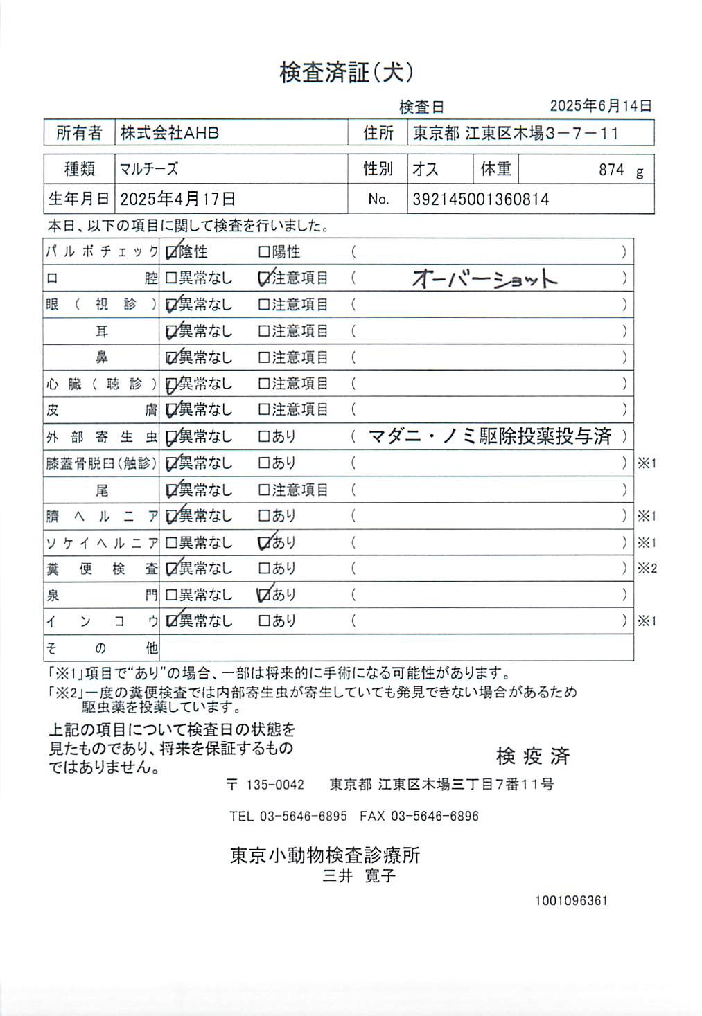 マルチーズ