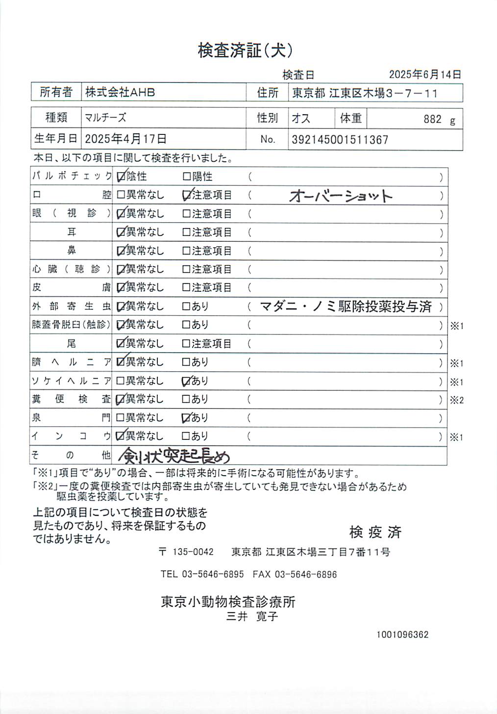 マルチーズ