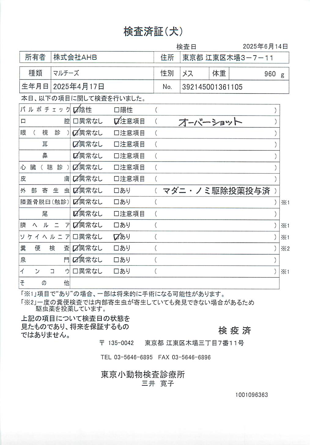 マルチーズ