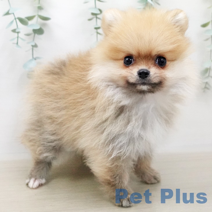 宮城県のポメラニアン (ペットプラス名取店/2025年4月14日生まれ/男の子/オレンジ)の子犬