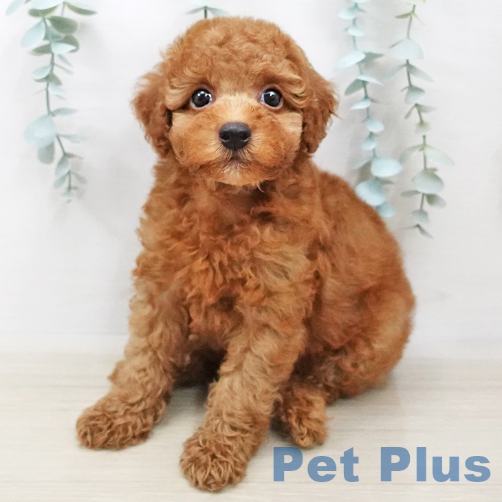 山形県のトイプードル(トイ) (ペットプラス天童店/2025年4月15日生まれ/男の子/レッド)の子犬