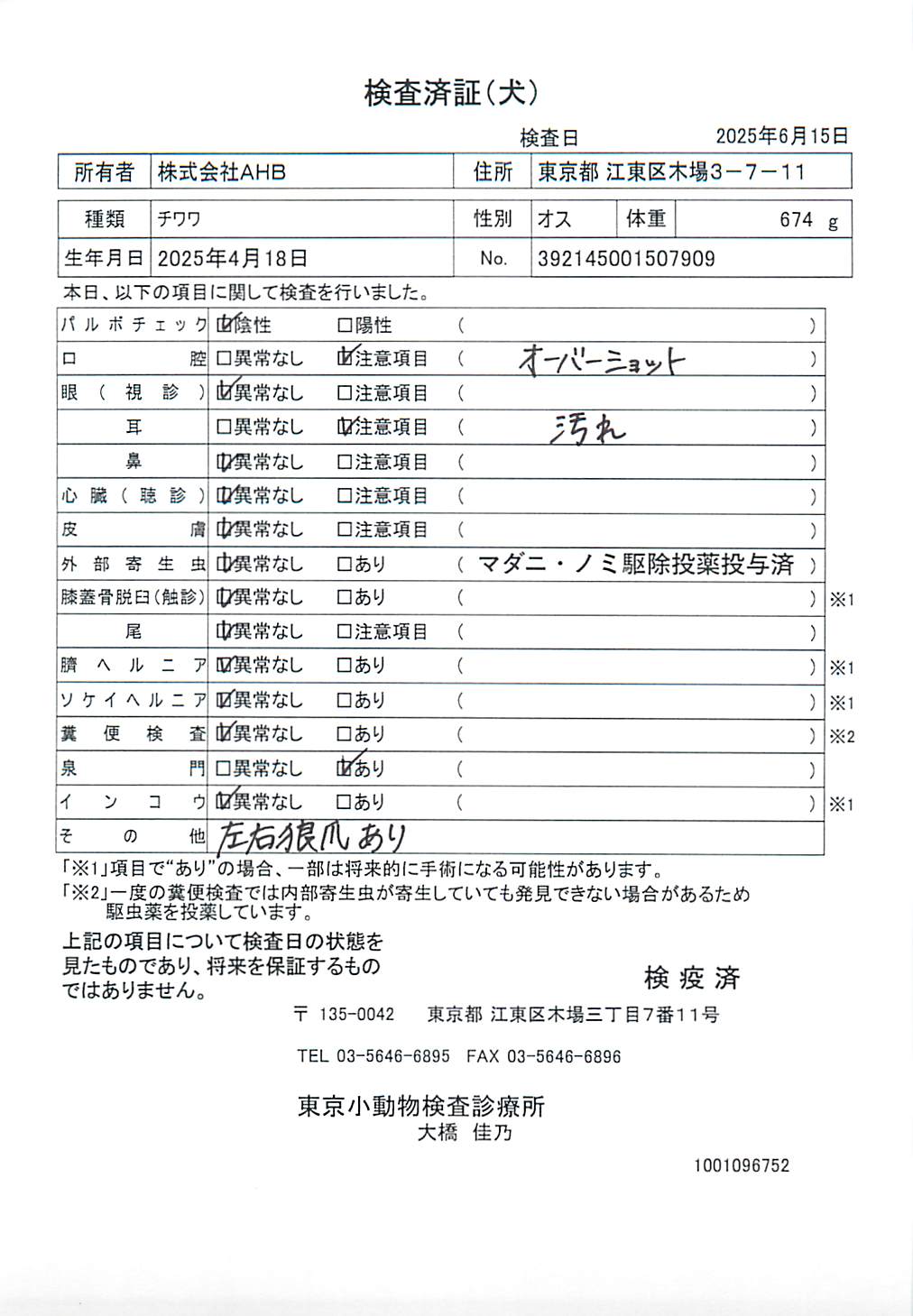 チワワ