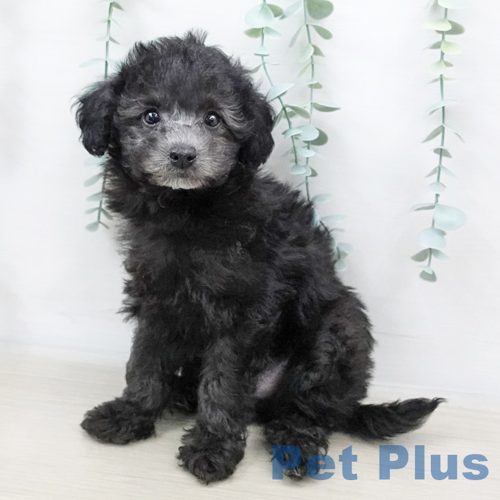 埼玉県のトイプードル(トイ) (ペットプラス与野店/2025年4月14日生まれ/男の子/シルバー)の子犬
