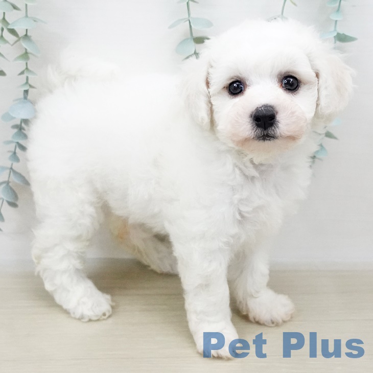 長野県のビションフリーゼ (ペットプラス松本店/2025年4月19日生まれ/女の子/ホワイト)の子犬