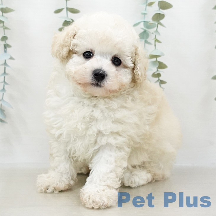 埼玉県のトイプードル(トイ) (ペットプラス羽生店/2025年4月12日生まれ/男の子/クリーム)の子犬