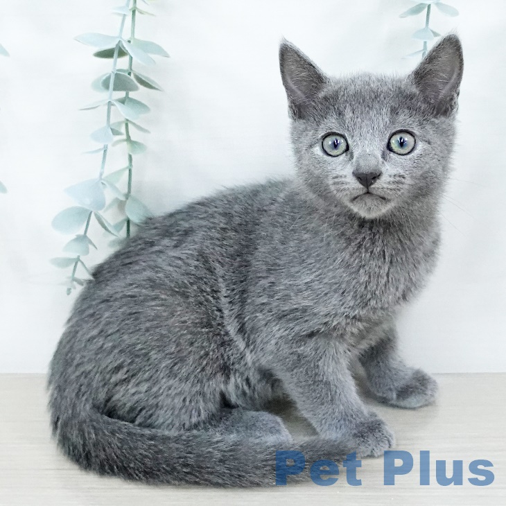 福島県のロシアンブルー (ペットプラス福島店/2025年4月17日生まれ/女の子/ブルー)の子猫