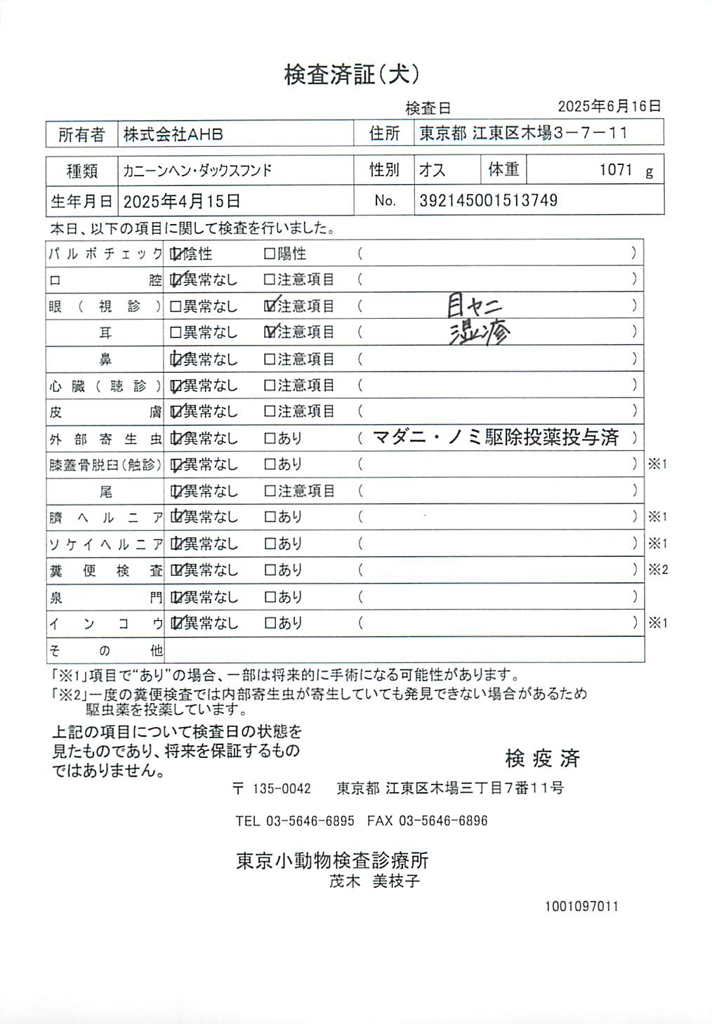 カニーンヘン・ダックスフンド