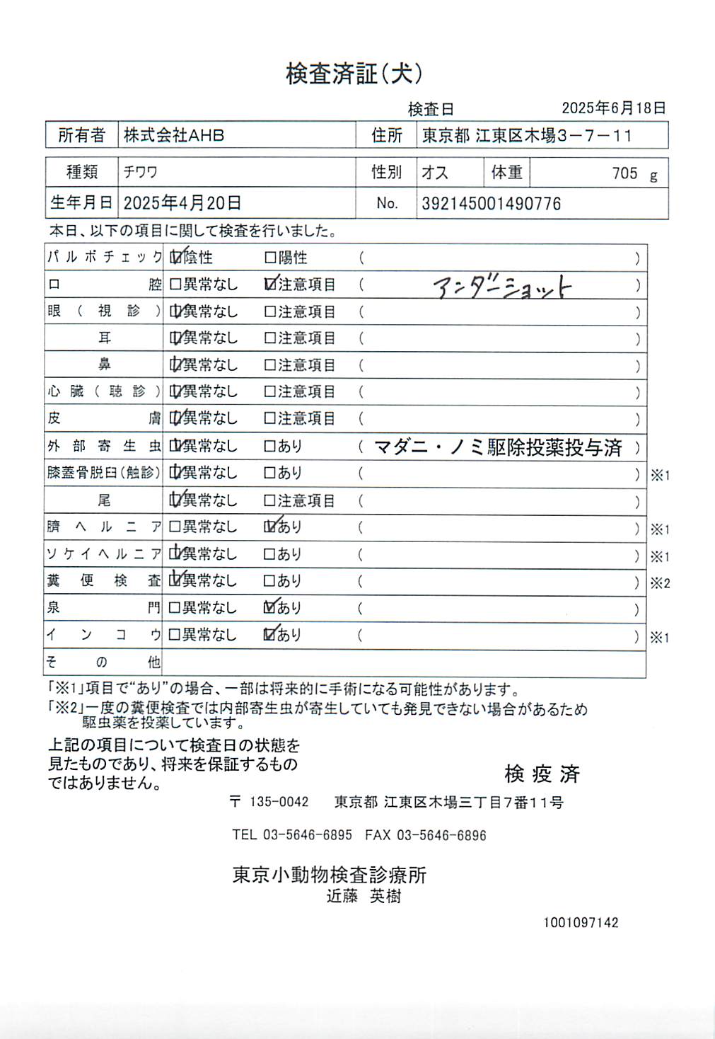 チワワ