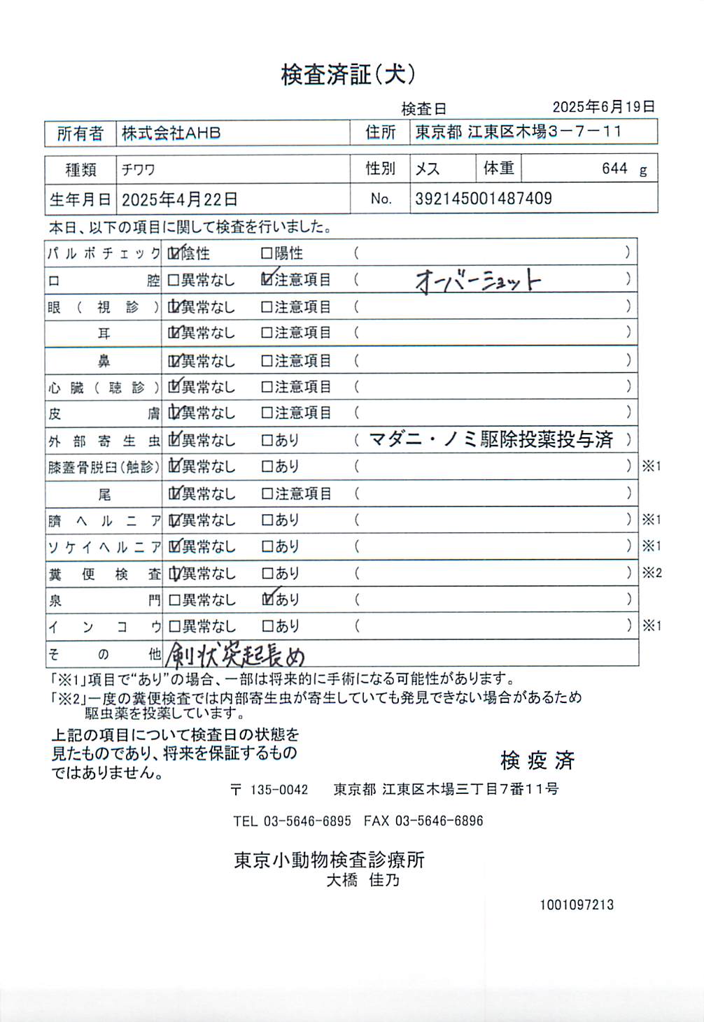 チワワ
