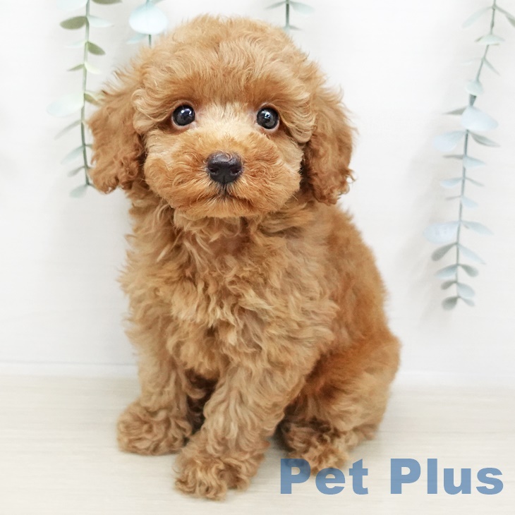 愛知県のトイプードル(トイ) (ペットプラス豊田店/2025年4月22日生まれ/男の子/レッド)の子犬の1枚目の画像