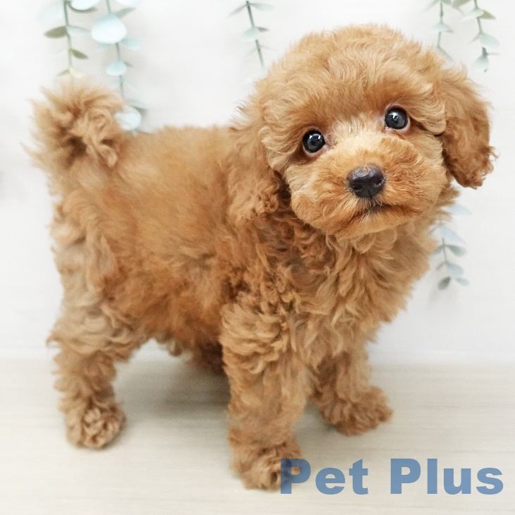 愛知県のトイプードル(トイ) (ペットプラス豊田店/2025年4月22日生まれ/男の子/レッド)の子犬の2枚目の画像