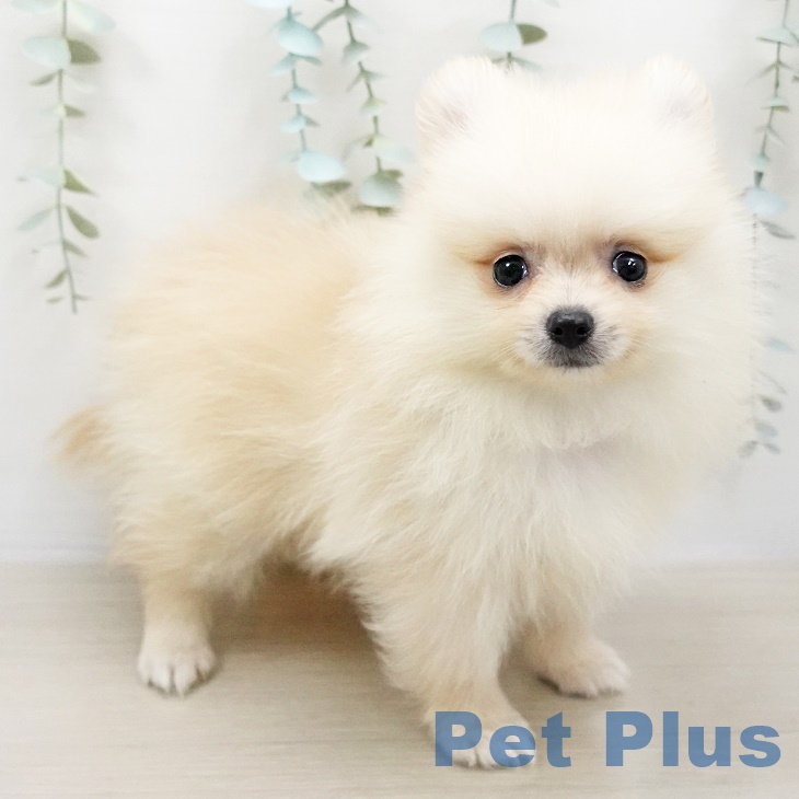 宮城県のポメラニアン (ペットプラス名取店/2025年4月19日生まれ/男の子/クリーム)の子犬