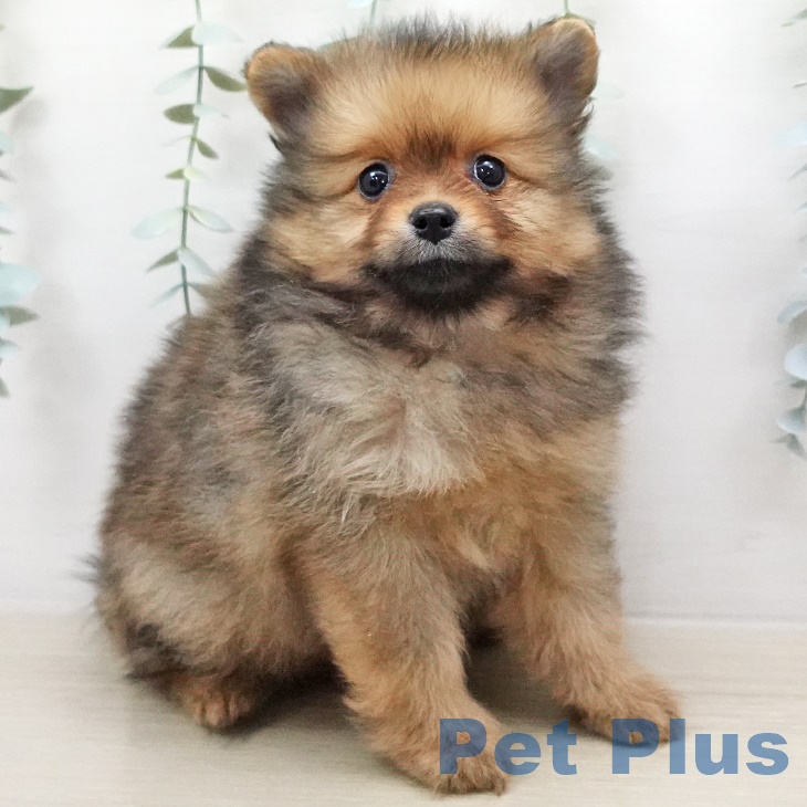 福島県のポメラニアン (ペットプラス福島店/2025年4月22日生まれ/男の子/オレンジ)の子犬の1枚目の画像