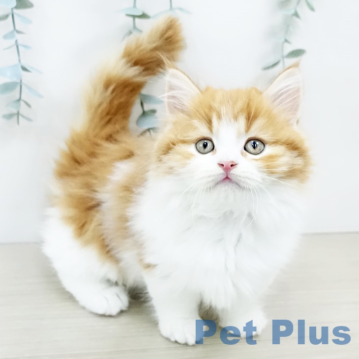 埼玉県のマンチカン (ペットプラス川口店/2025年4月20日生まれ/男の子/レッドタビーホワイト)の子猫の1枚目の画像
