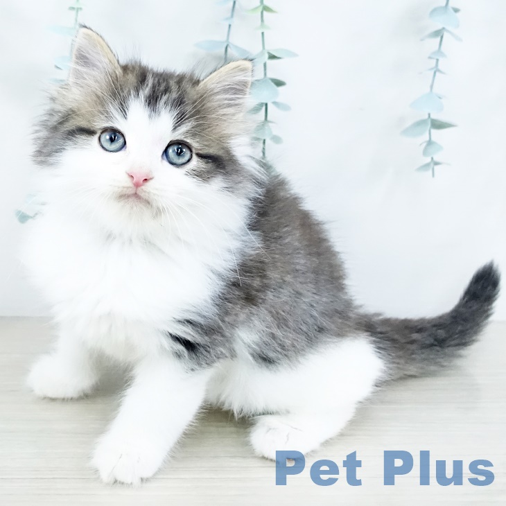 ノルウェージャンフォレストキャット