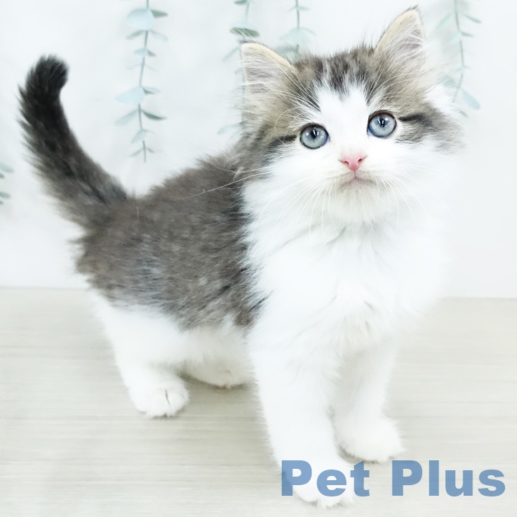ノルウェージャンフォレストキャットの写真2