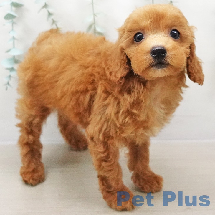 神奈川県のトイプードル(トイ) (ペットプラス座間店/2025年4月24日生まれ/女の子/レッド)の子犬の2枚目の画像
