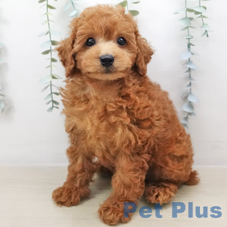 愛知県のトイプードル(トイ) (ペットプラスみなと店/2025年4月24日生まれ/男の子/レッド)の子犬