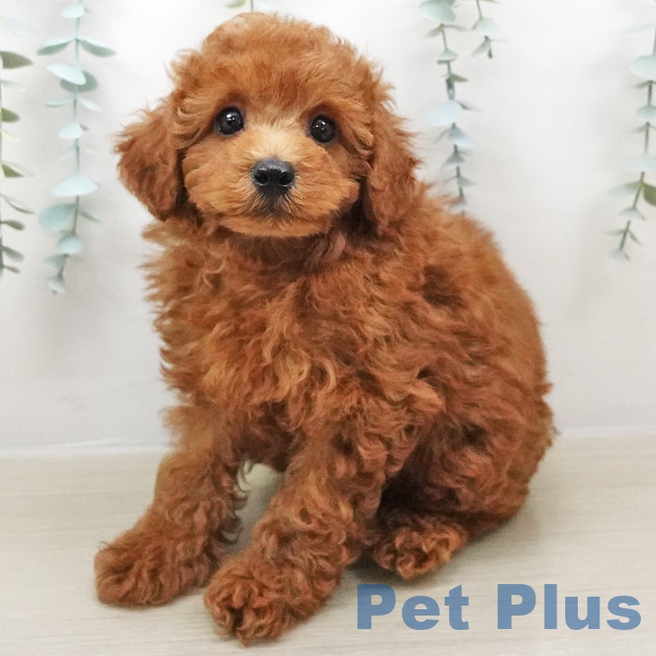 愛知県のトイプードル(トイ) (ペットプラス熱田店/2025年4月24日生まれ/男の子/レッド)の子犬の1枚目の画像