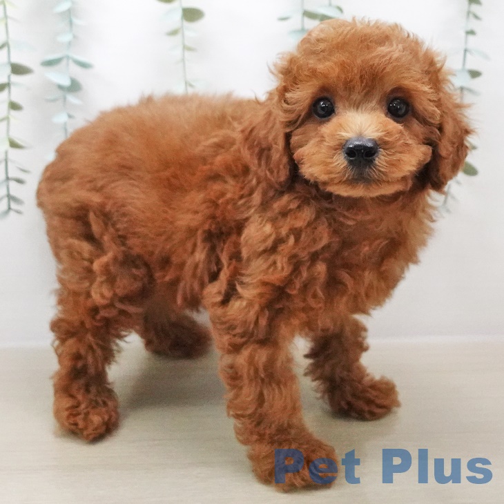 愛知県のトイプードル(トイ) (ペットプラス熱田店/2025年4月24日生まれ/男の子/レッド)の子犬の2枚目の画像
