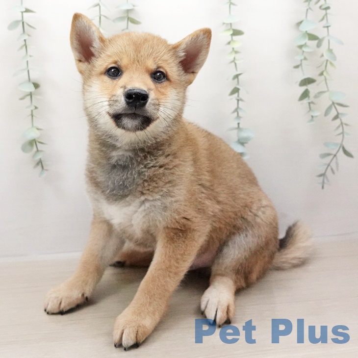 神奈川県の柴犬(標準サイズ) (ペットプラスビアレ横浜店/2025年4月19日生まれ/男の子/赤)の子犬の1枚目の画像