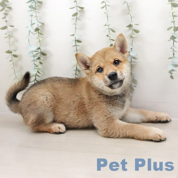 神奈川県の柴犬(標準サイズ) (ペットプラスビアレ横浜店/2025年4月19日生まれ/男の子/赤)の子犬の2枚目の画像