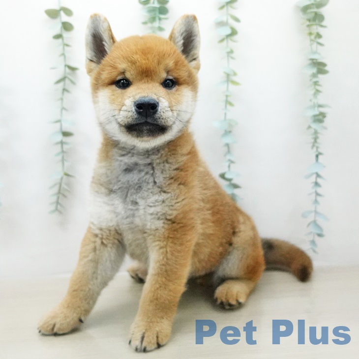 東京都の柴犬(標準サイズ) (ペットプラス立川高島屋S.C.店/2025年4月25日生まれ/男の子/赤)の子犬の1枚目の画像
